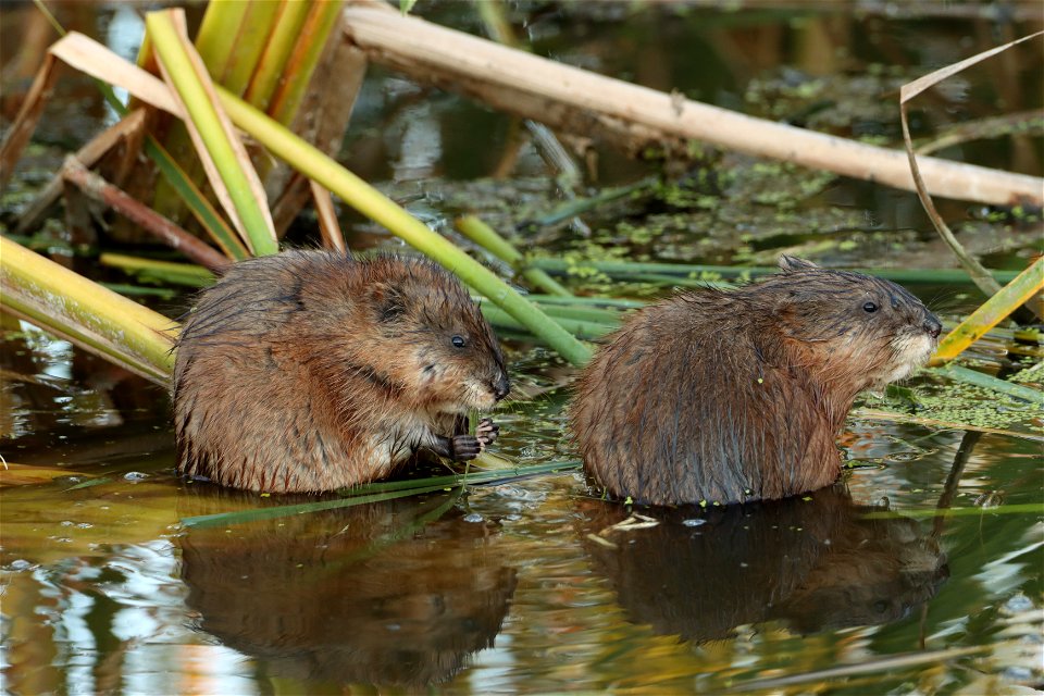 Juvenile Muskrats on the Huron Wetland Management District South Dakota