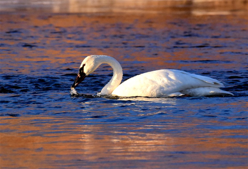 Trumpeter swans at Seedskadee National Wildlife Refuge