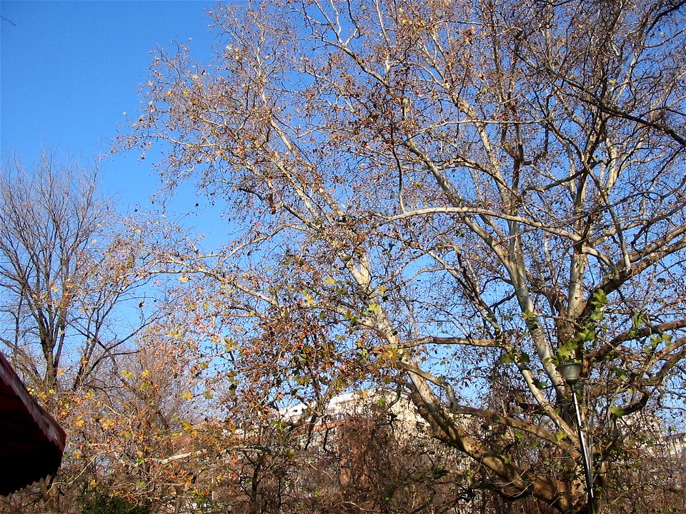 Cismigiu2004_1112(010)