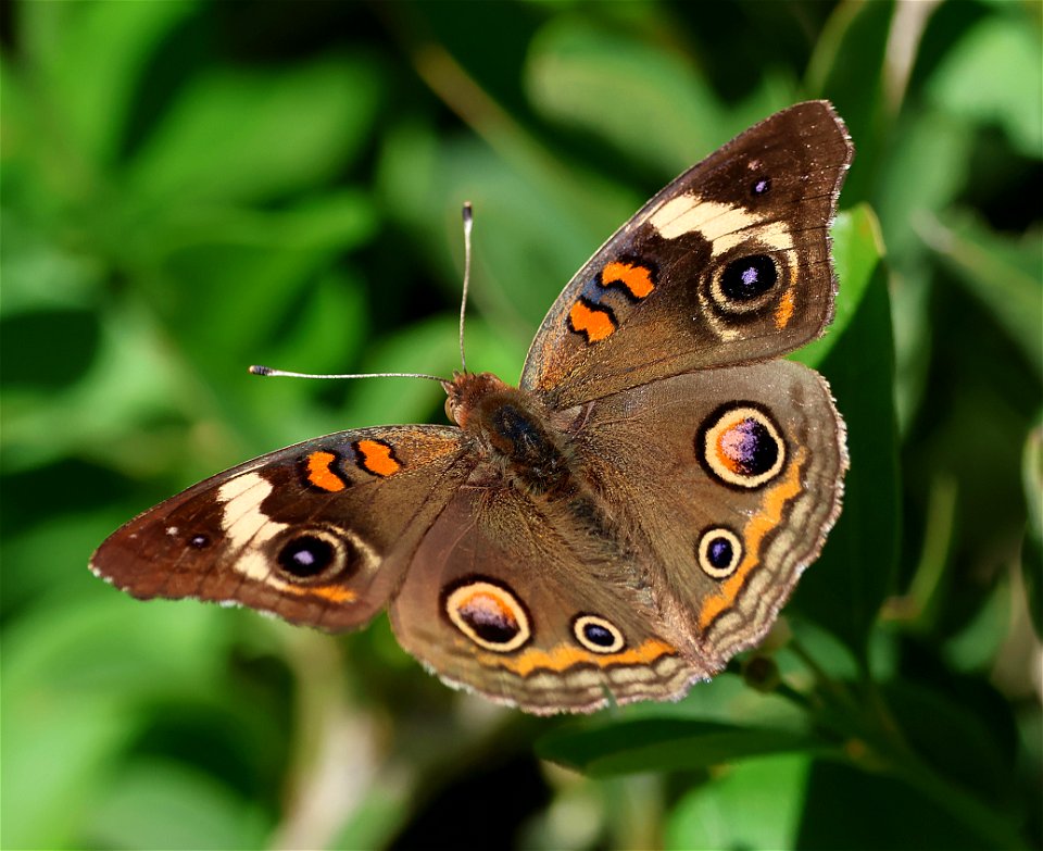 BUCKEYE, COMMON (Junonia coenia) (12-11-2022) national buttrerfly center, mission, hidalgo co, tx -01