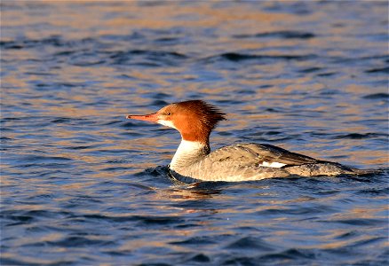 Common merganser at Seedskadee National Wildlife Refuge