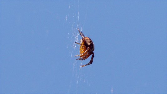 Araneus diadematus (Gartenkreuzspinne)