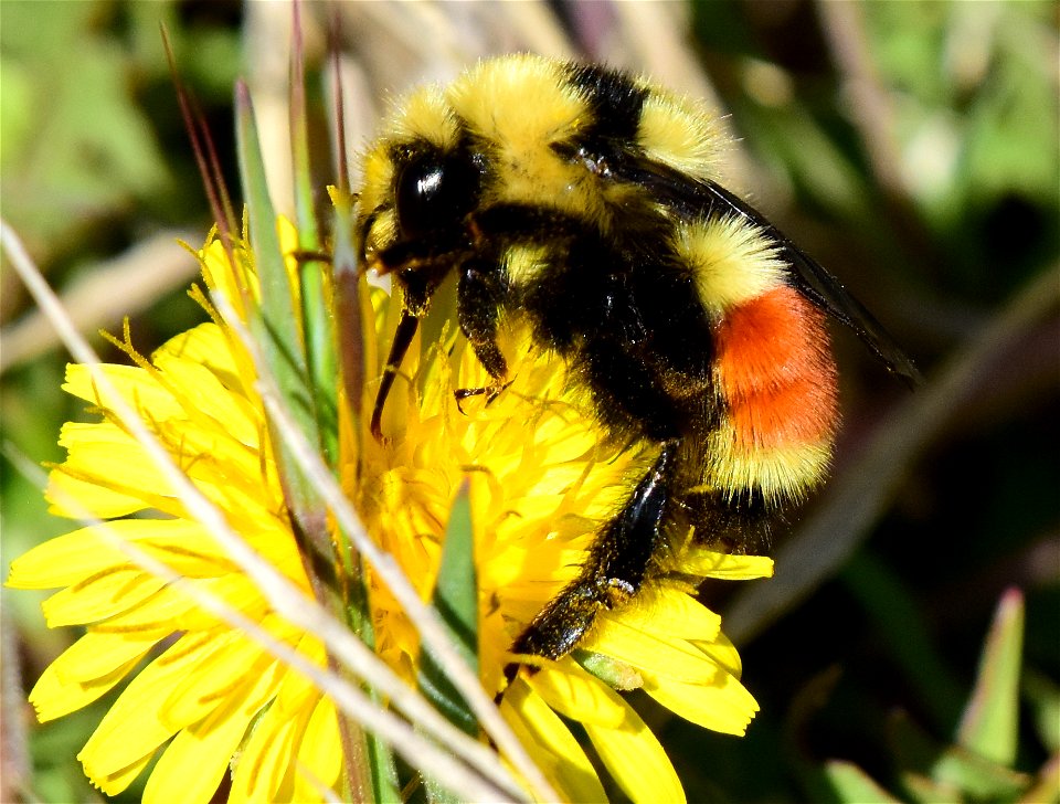 Hunt's bumble bee (Bombus huntii) on Seedskadee National Wildlife Refuge
