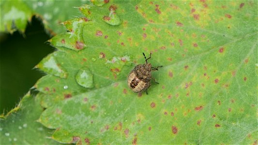 Dolycoris baccarum (Beerenwanze) Nymphe