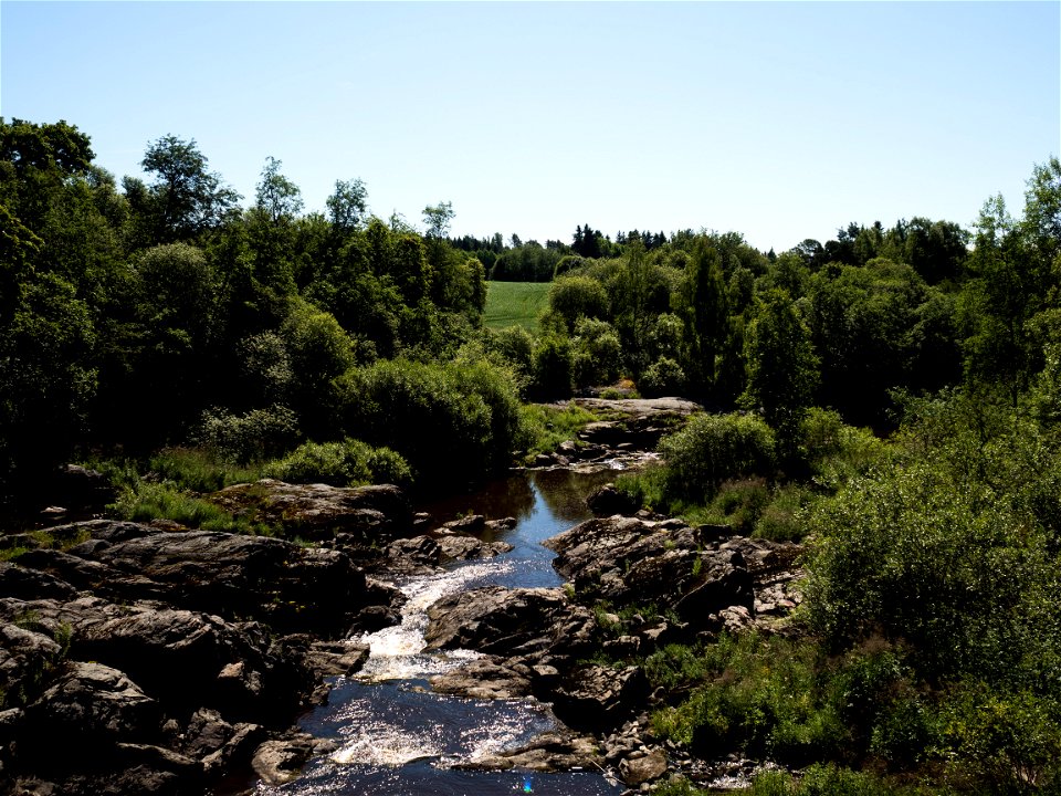 Nautelankoski in Summer