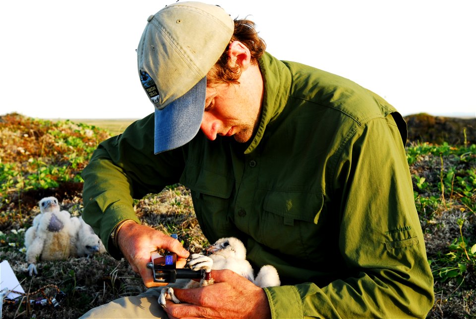 Banding a Gyrfalcon nestling