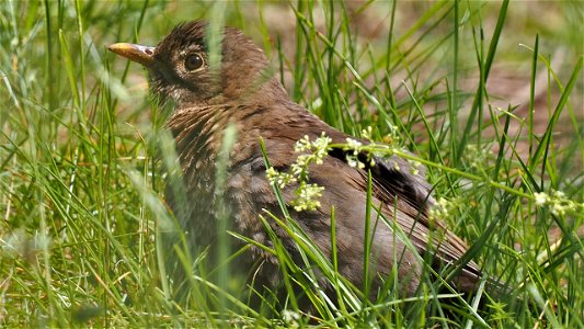 Die frisch gebadete Amsel trocknet in der Wiese