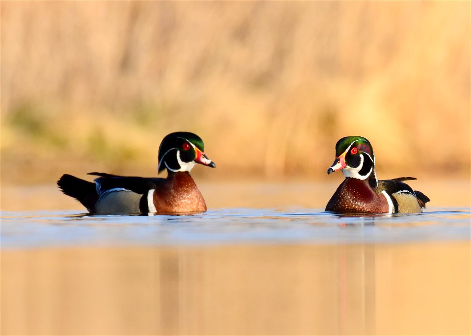 Wood duck at Seedskadee National Wildlife Refuge