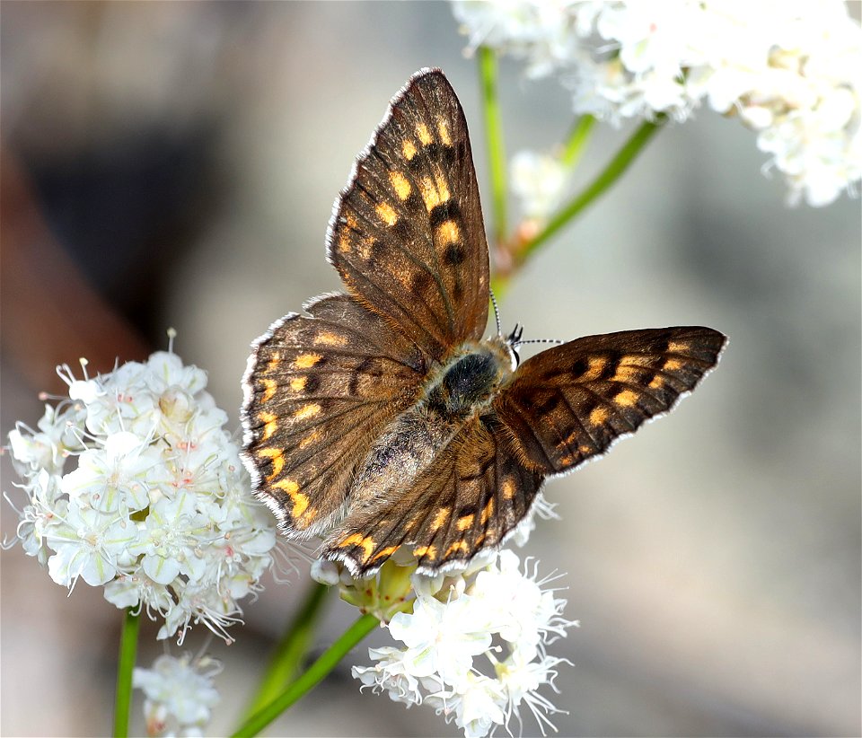 COPPER, GORGON (Lycaena gorgon) (06-25-2022) 2360 ft, road cut 3.25  miles past bridge, eight dollar mountain road, josephine co, or -01