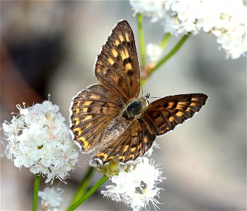 COPPER, GORGON (Lycaena gorgon) (06-25-2022) 2360 ft, road cut 3.25  miles past bridge, eight dollar mountain road, josephine co, or -01
