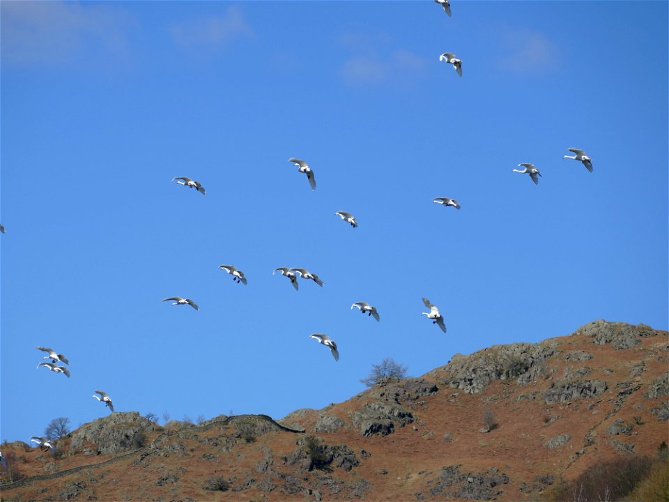 Whoopers Over Rydal Water photo