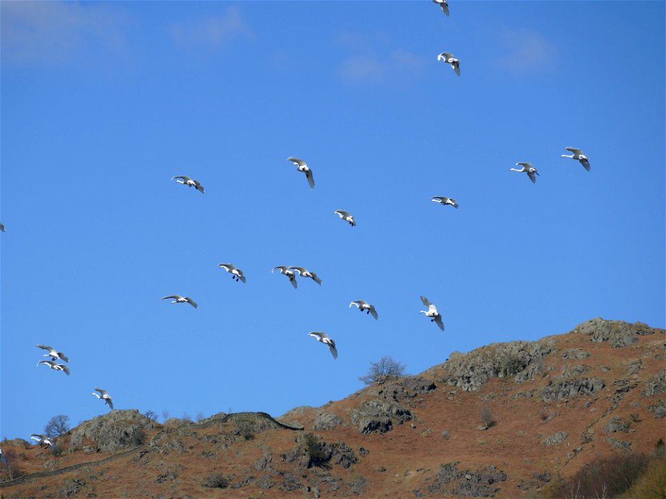 Whoopers Over Rydal Water