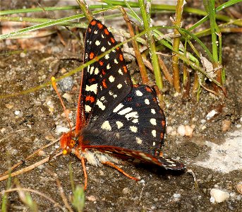 CHECKERSPOT, VARIABLE (Euphyydryas calcedona) (07-07-2022) idaho county, id -04