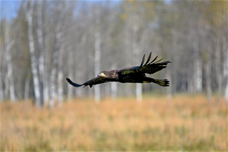 Juvenile bald eagle in flight photo