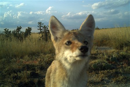 Juvenile Coyote photo