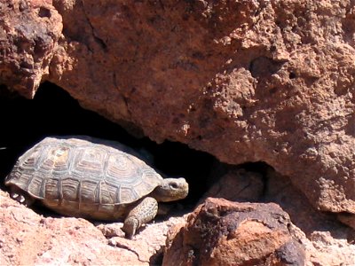 Mojave Desert Tortoise (Gopherus agassizii) photo