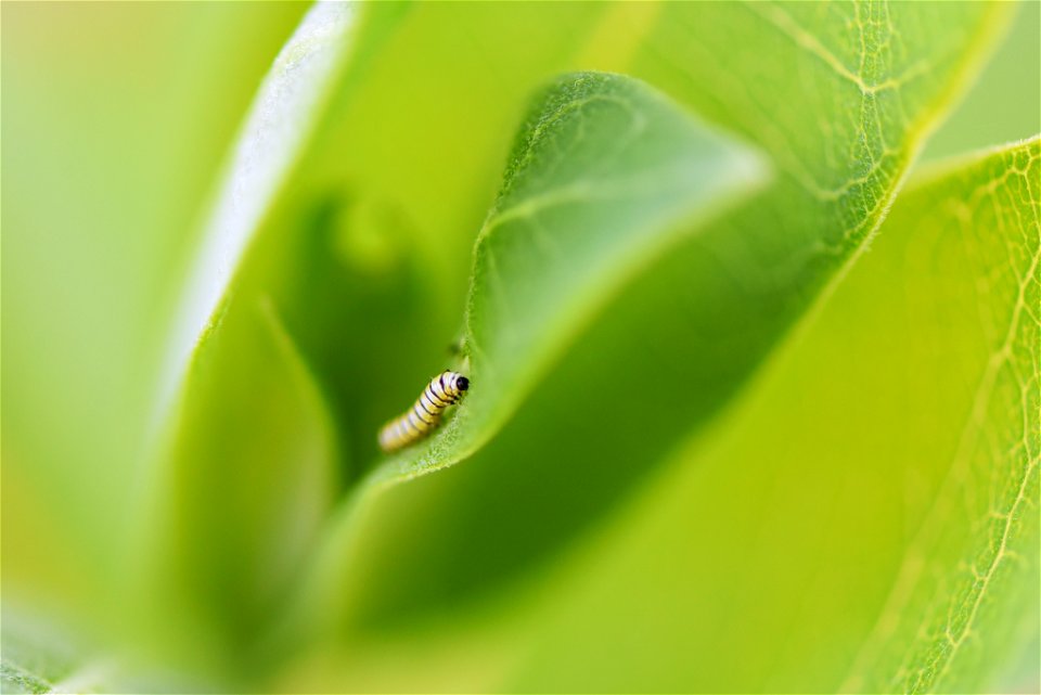 Monarch caterpillar on common milkweed