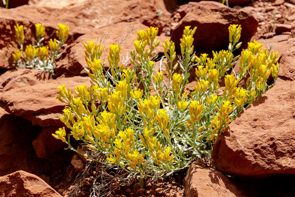 Physaria acutifolia
