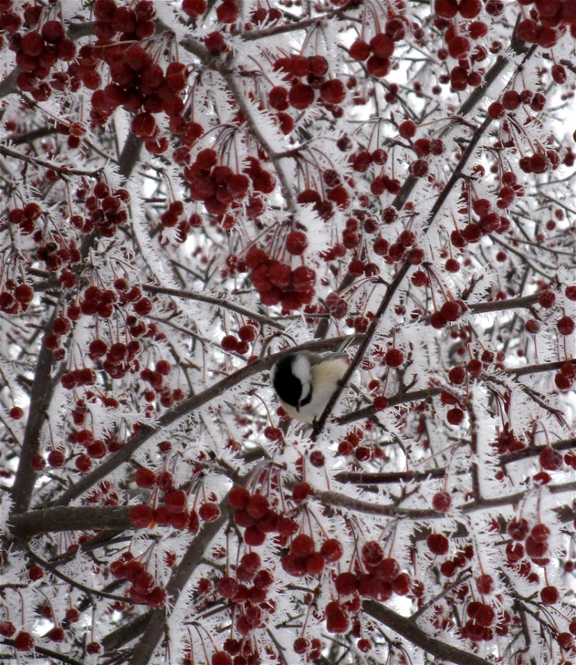 Black-capped chickadee photo