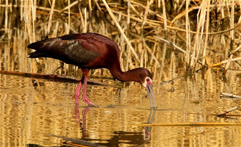 White-Faced Ibis Bear River Migratory Bird Refuge photo