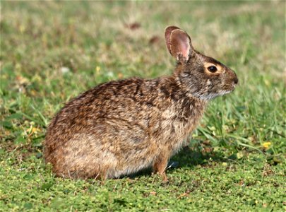 RABBIT, MARSH (Sylvilagus palustris) (05-22-2023) fort macon, carteret co, nc -01 photo