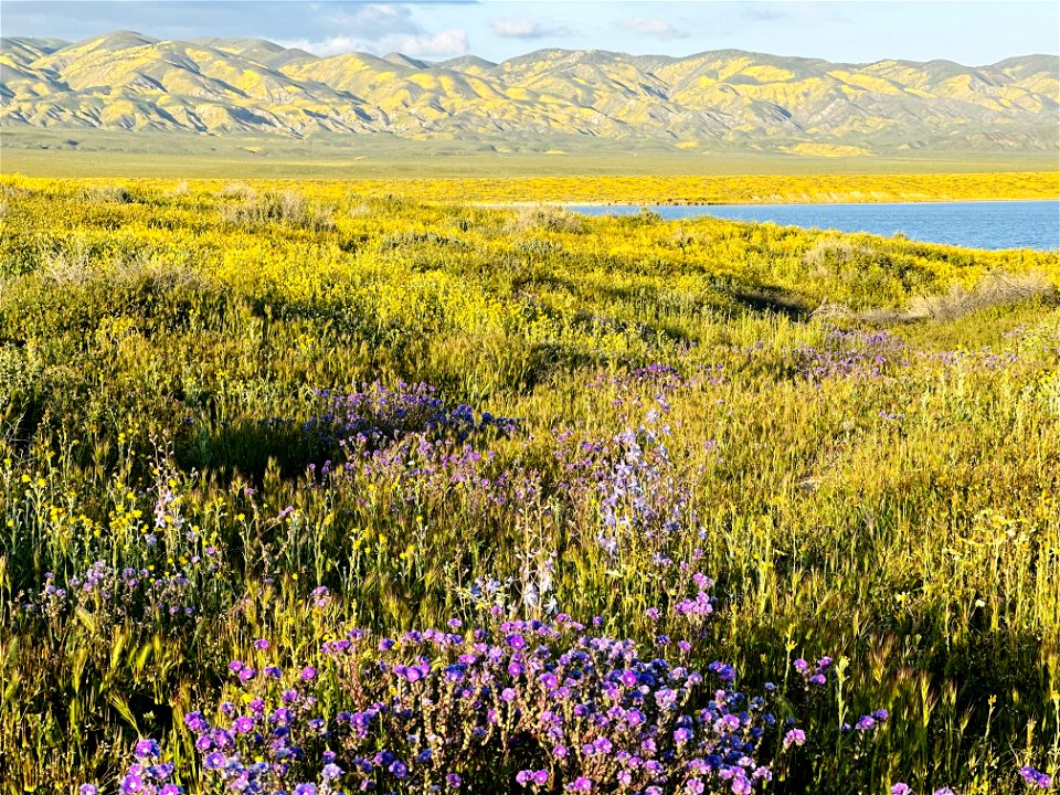 Wildflowers at Carrizo Plain