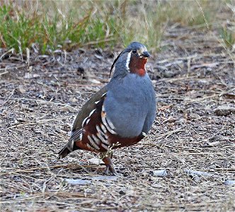 067 - MOUNTAIN QUAIL (01-08-2022) scott mt pass, siskiyou co, ca -01
