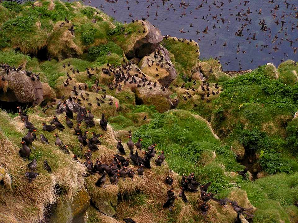 Kasatochi auklet colony before eruption photo