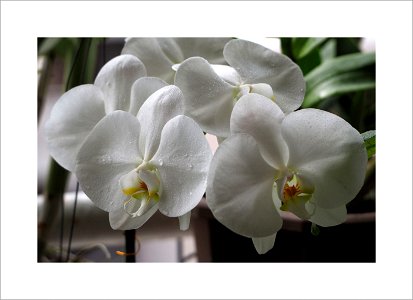 White orchids photo