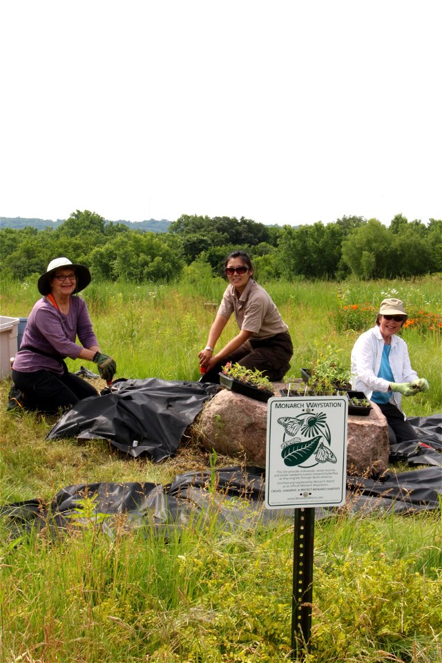 Planting a Monarch Garden