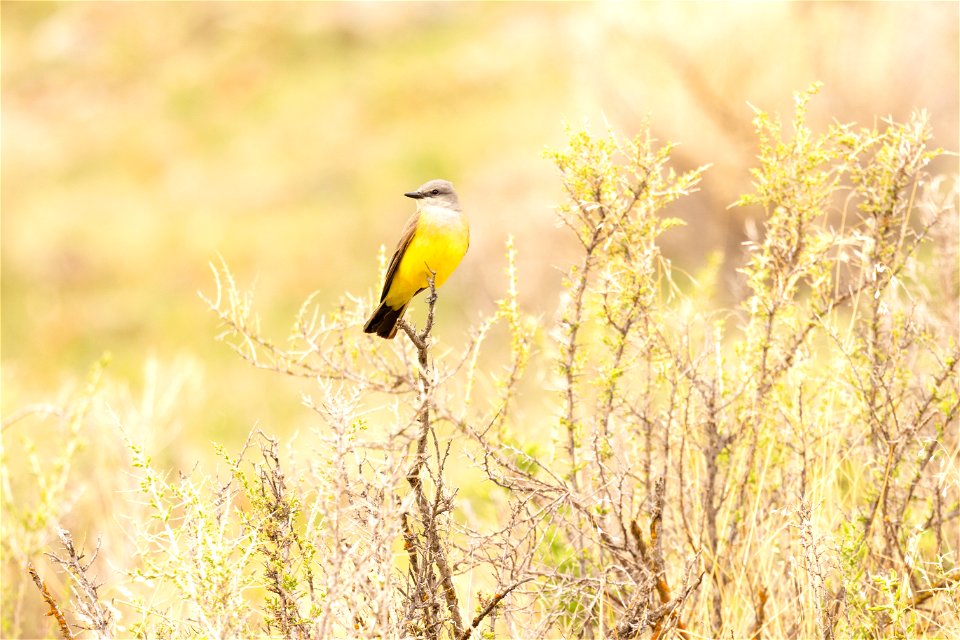 Western Kingbird (Tyrannus verticalis)