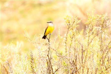 Western Kingbird (Tyrannus verticalis) photo