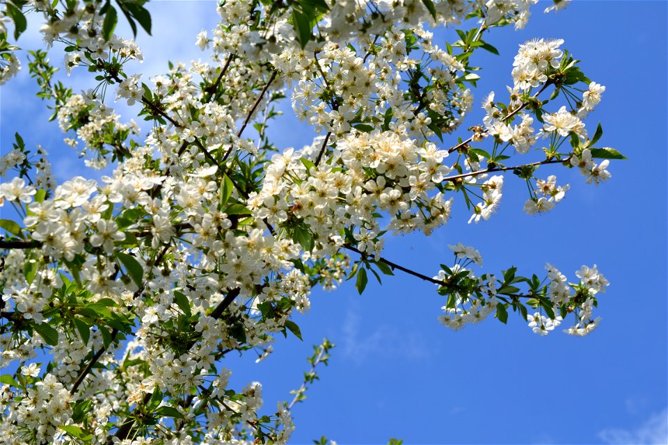 Spring ,April 2023