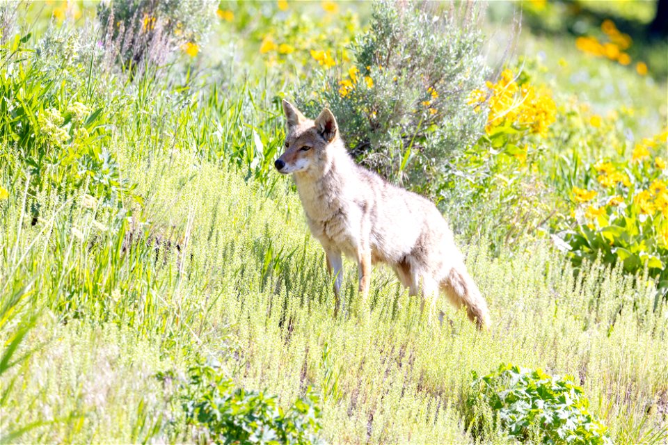 Coyote hunting sequence (1)