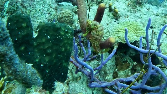 Seahorse on cliff BOnaire
