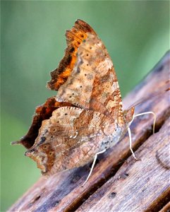 QUESTION MARK (Polygonia interrogationes) (1-14-2022) national butterfly center, mission, hidalgo co, tx -01