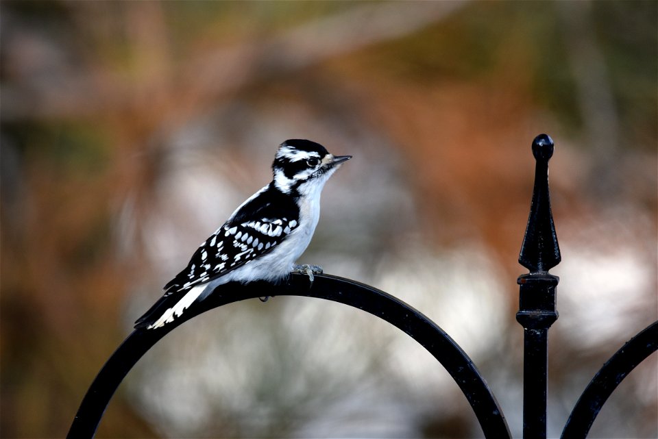 Downy woodpecker photo