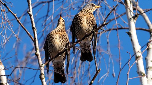 Dieses Pärchen Wacholderdrosseln ist keins (sondern zweimal derselbe Vogel).