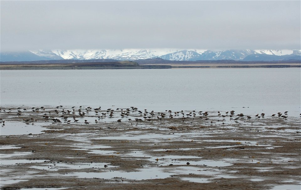 Rock Sandpiper flock