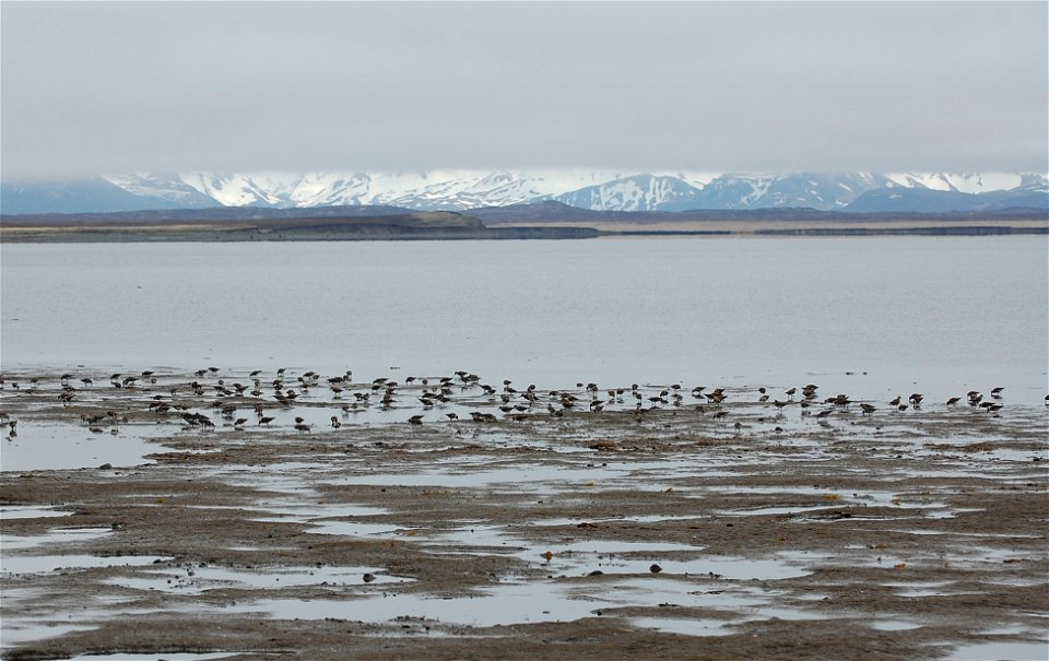 Rock Sandpiper flock photo