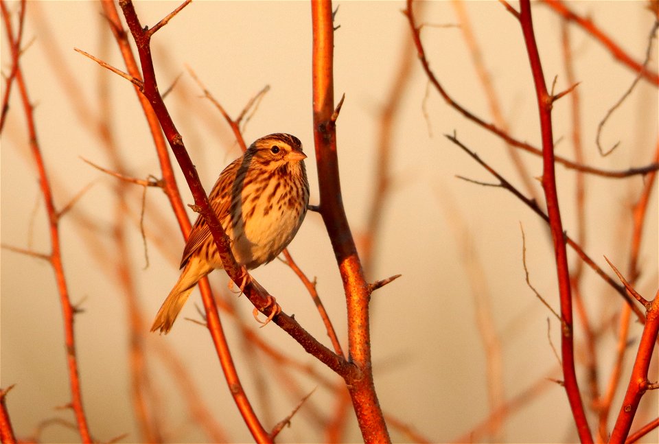 Savanna Sparrow Huron Wetland Management District