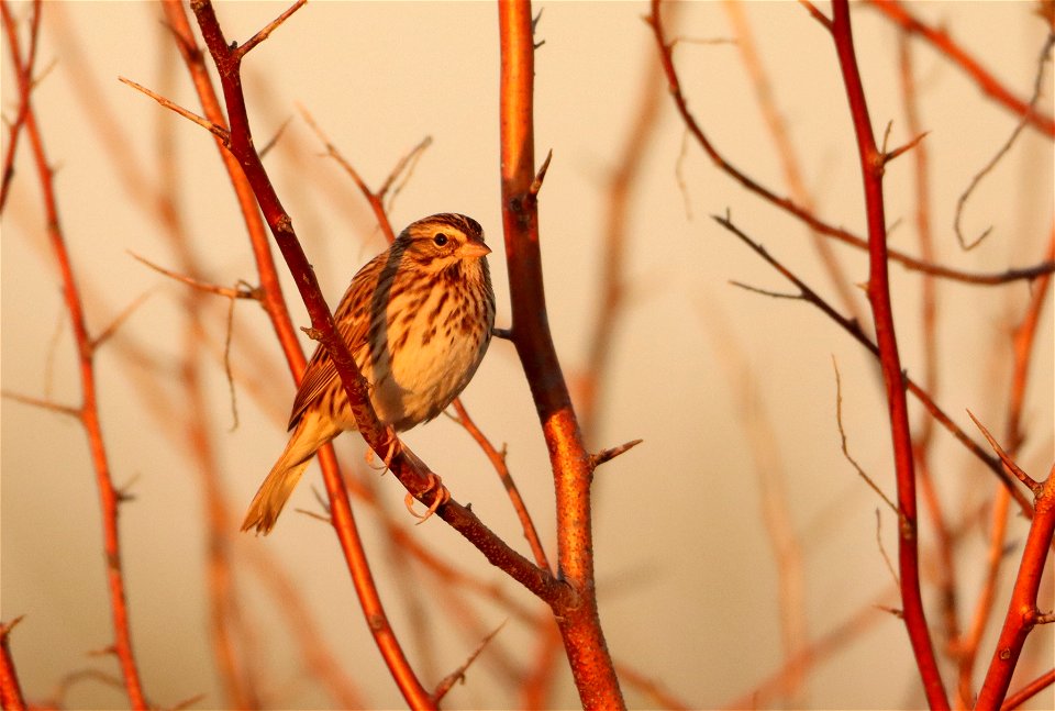 Savanna Sparrow Huron Wetland Management District photo