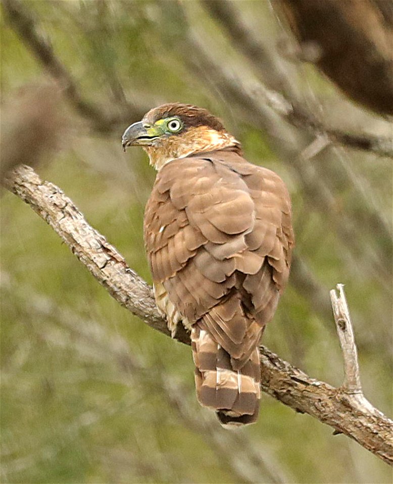 206 - HOOK-BILLED KITE (12-18-2022) bentsen rio grande state park, hidalgo co, tx -01