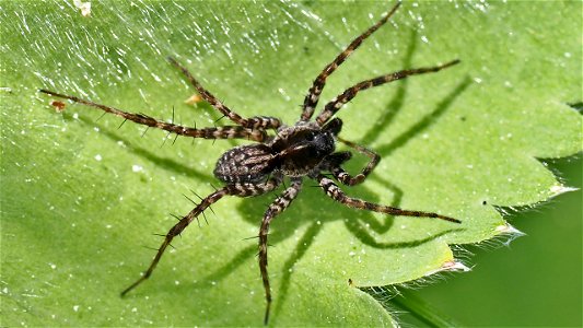 Pardosa cf. prativaga (Graslaufwolf) - Männchen auf Frauenmantelblatt