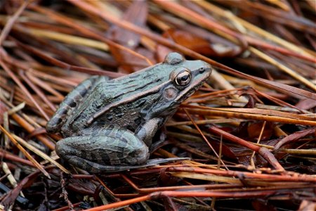 Southern leopard frog photo