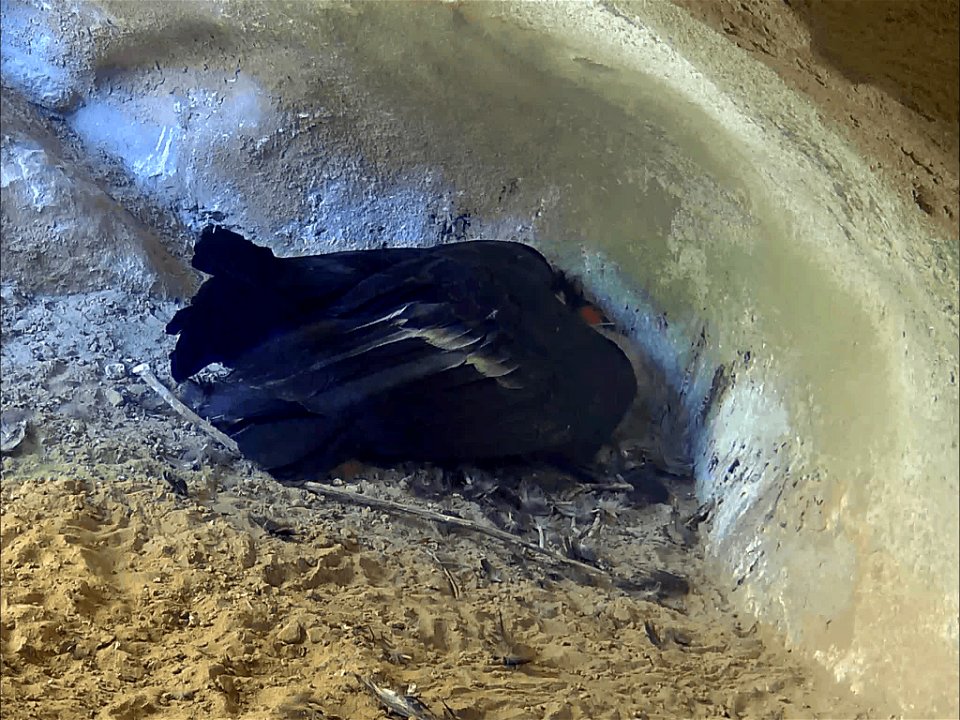 California condor and chick in nest.