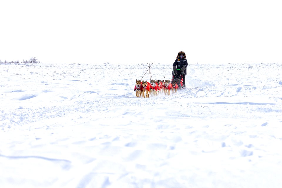 Kobuk 440 racer on the trail between the villages of Selawik and Ambler.