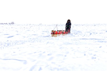 Kobuk 440 racer on the trail between the villages of Selawik and Ambler.