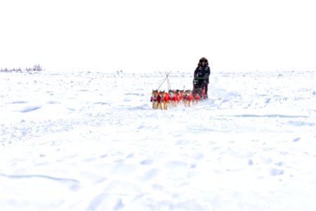 Kobuk 440 racer on the trail between the villages of Selawik and Ambler. photo