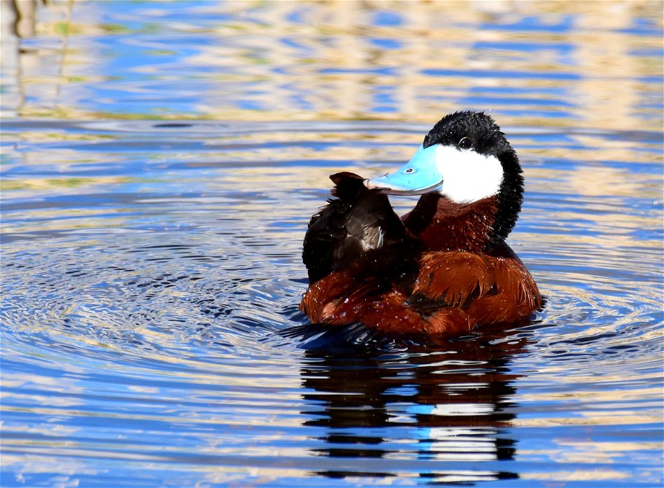 Ruddy duck at Seedskadee National Wildlife Refuge